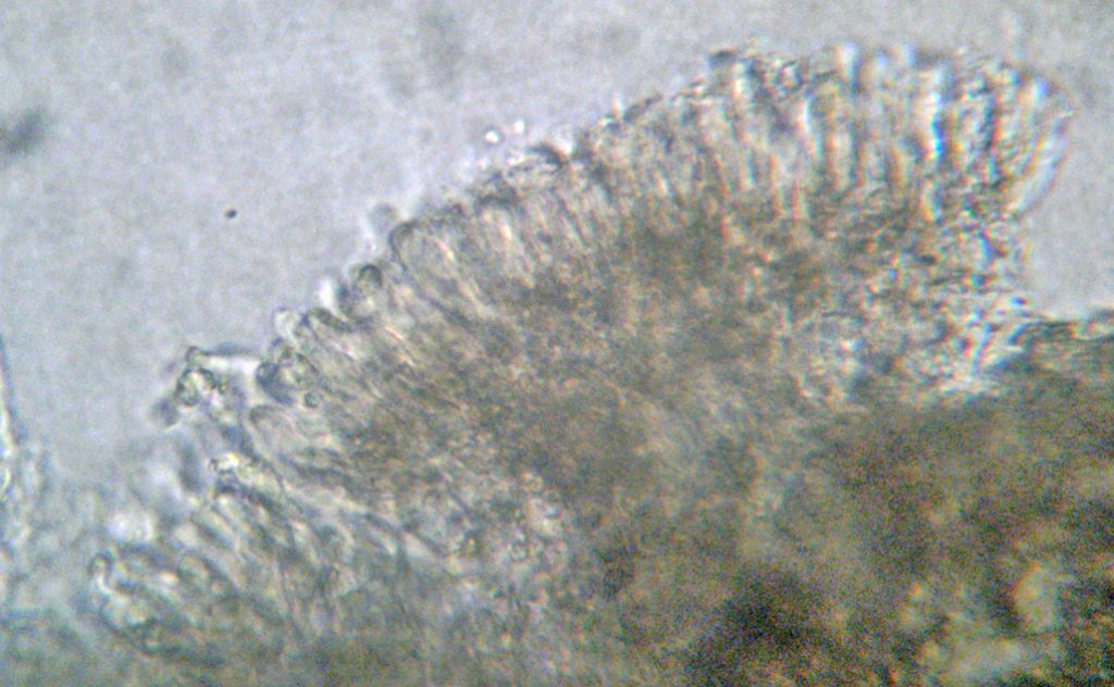 Forse lo so.... Byssomerulius corium? (B. corium)